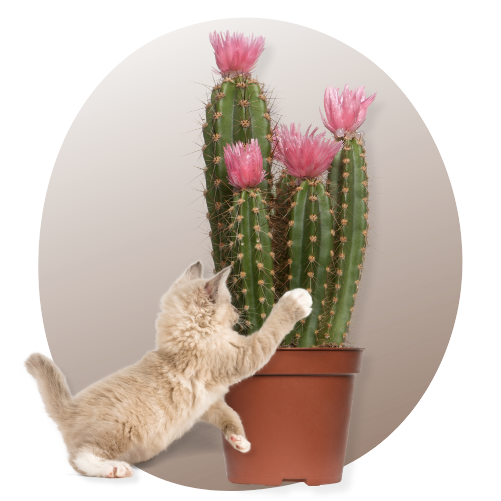 Arbre-à-chat-Cactus Vraiment-chat