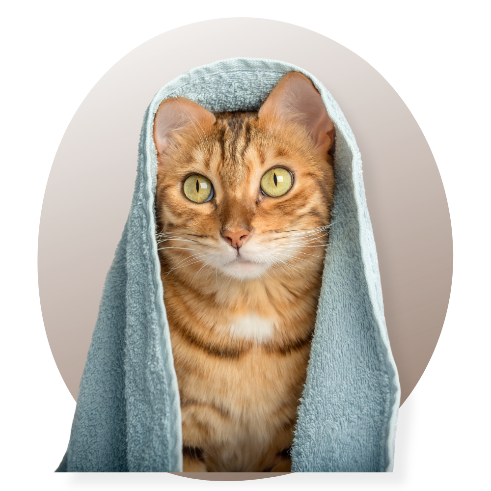 Un homme portant un t-shirt blanc avec un design humoristique de chat, accompagné du texte 'At least my cat loves me', dans un intérieur moderne et lumineux avec une décoration élégante