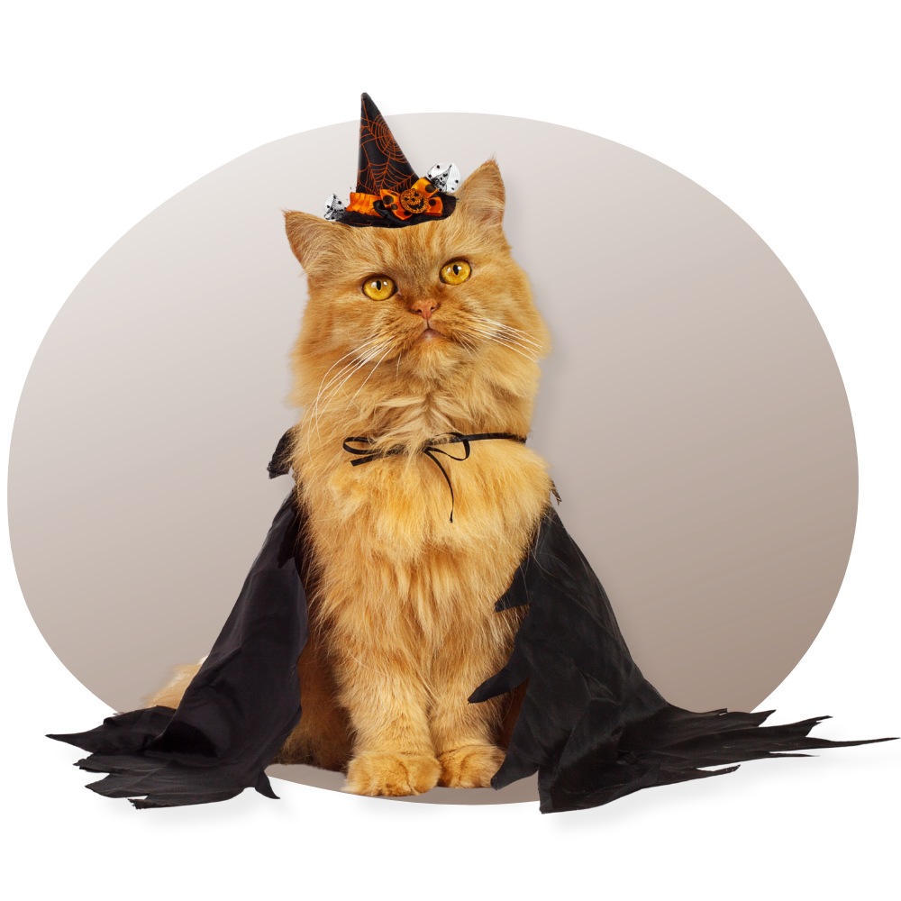 Un chat noir effrayant sur une citrouille lumineuse, entouré de décorations d'Halloween comme des toiles d'araignées, des bougies et une pleine lune dans un décor nocturne mystérieux