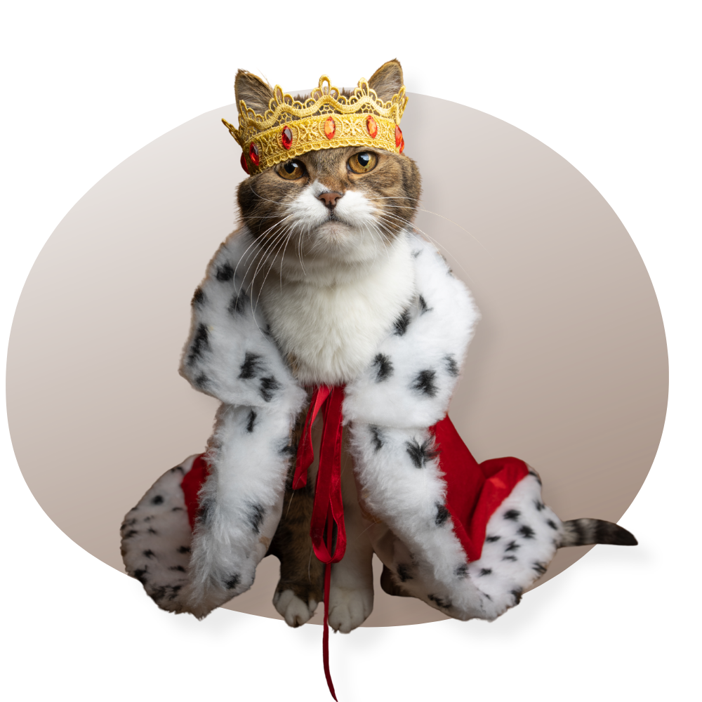 boucles d'oreilles chat