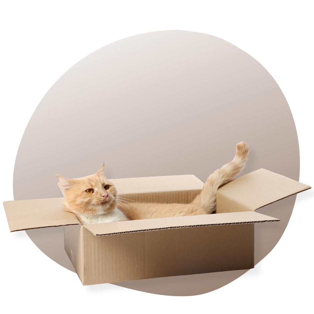 Coffret Idées Cadeaux Fan De Chat