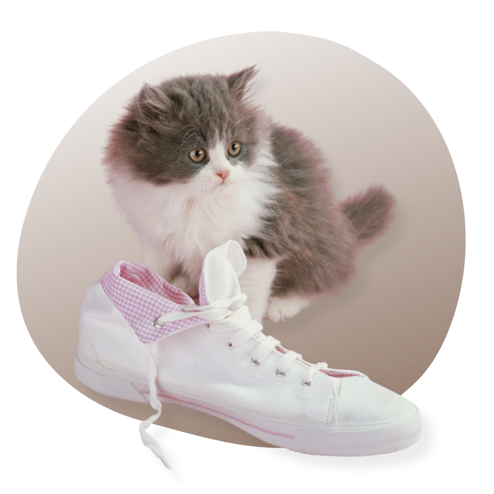 Des chaussons douillets à motif de chat, posés sur un tapis moelleux dans un intérieur chaleureux, parfaits pour une ambiance cosy