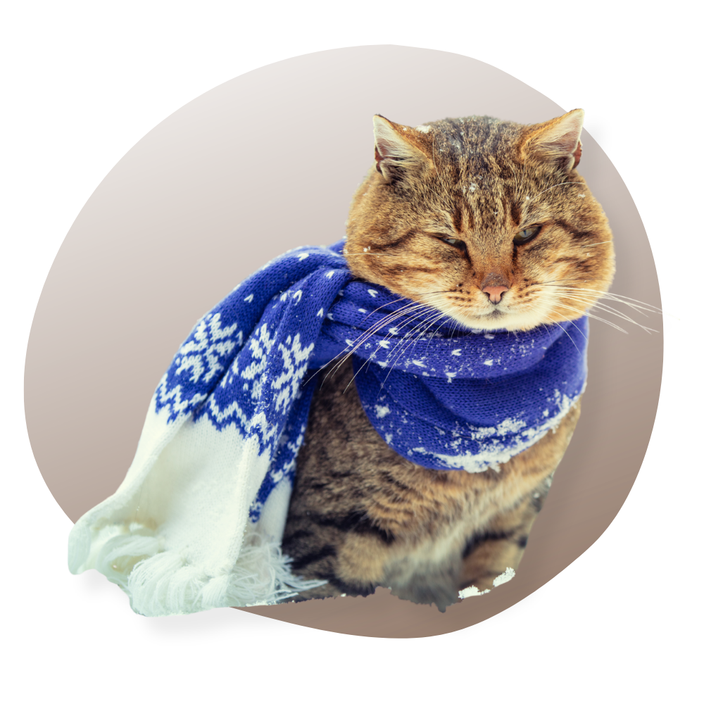 Sous-Vêtements-Chat Vraiment-chat