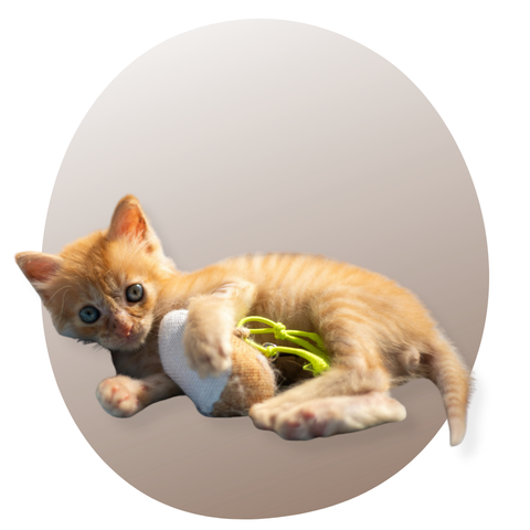 Idées Cadeaux Pour Chat