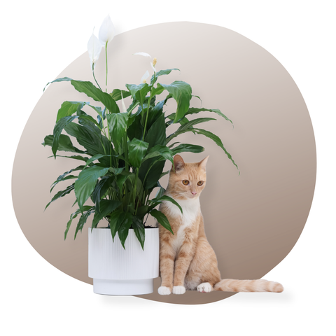 Décoration Chat (tous)