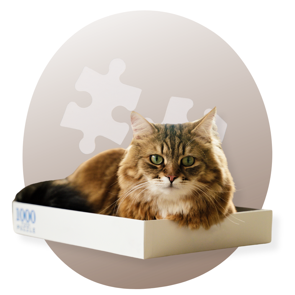 chat posé sur une boite de Puzzles Chat paisiblement