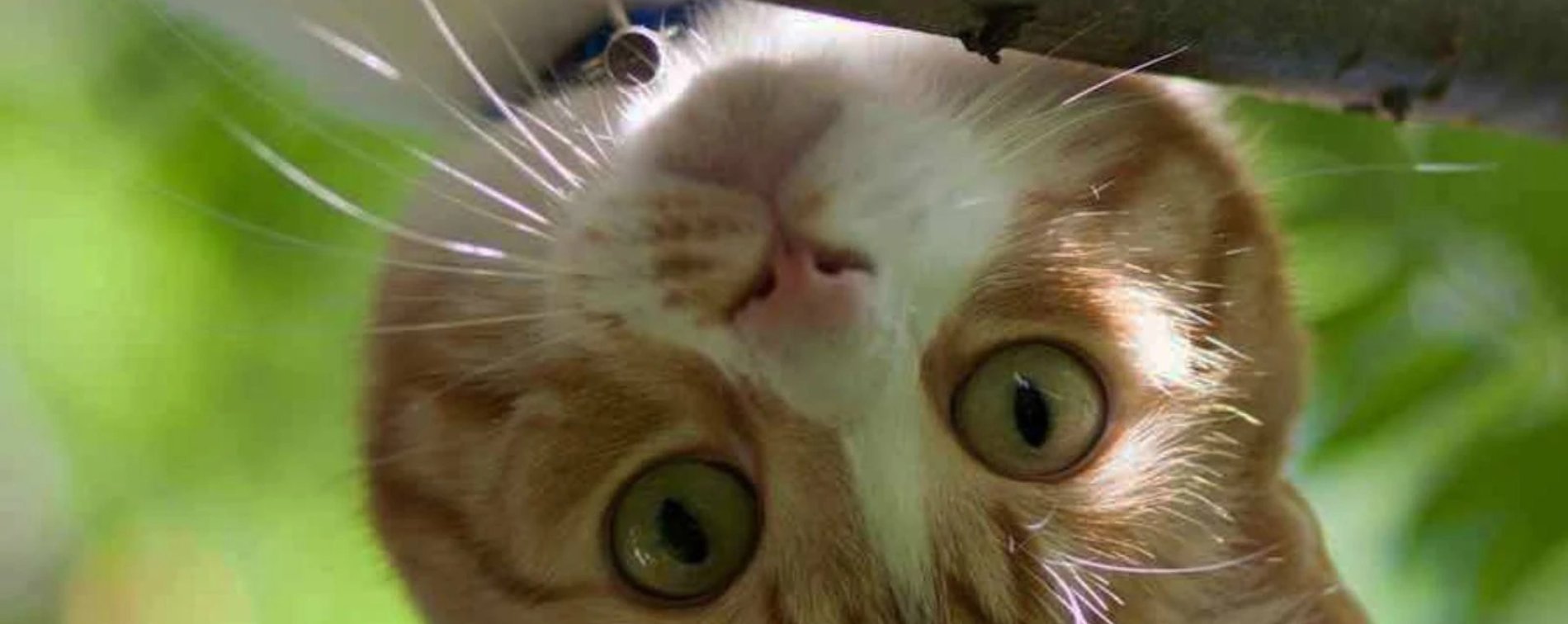 accessoires pour chat