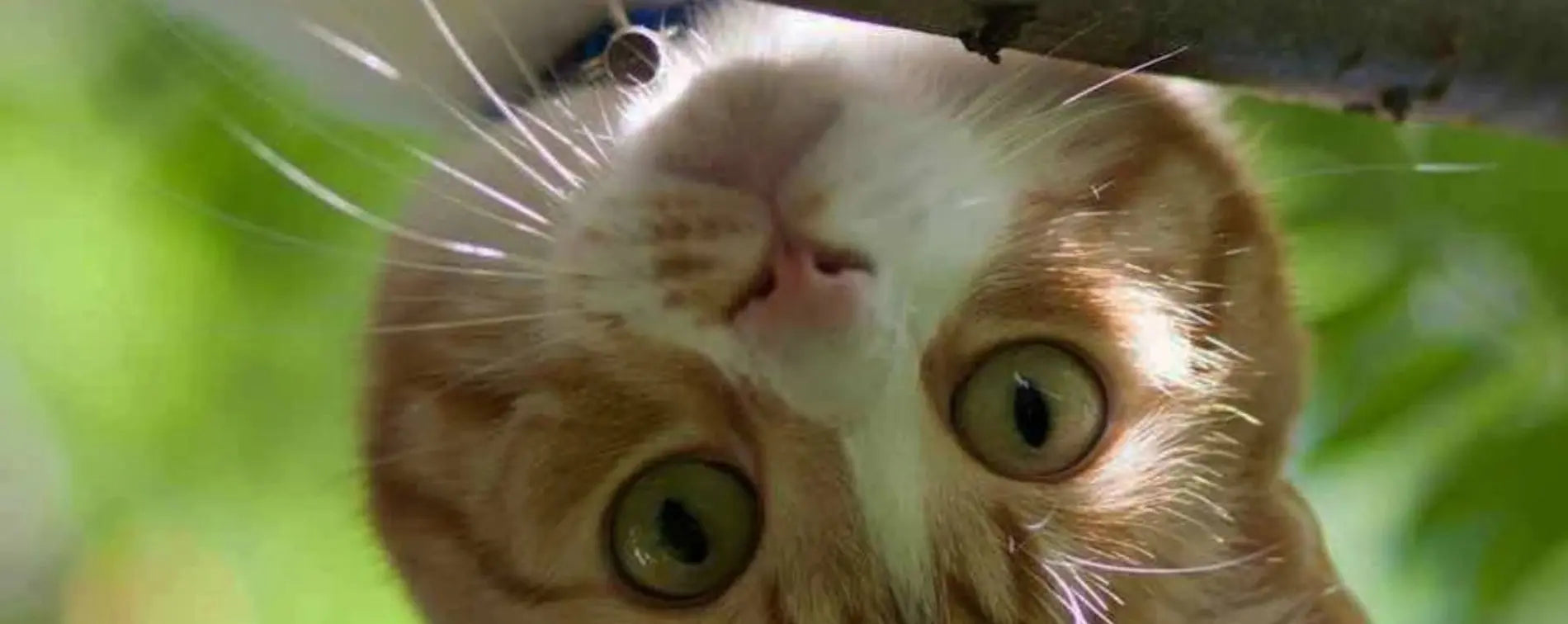 accessoires pour chat