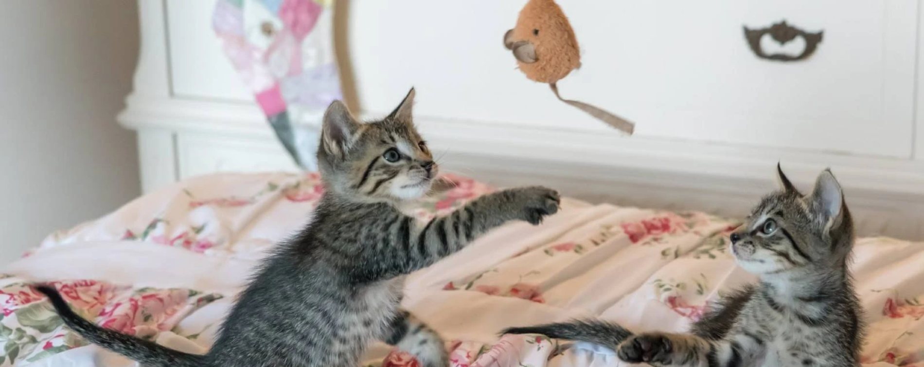 jeux et jouets pour chat