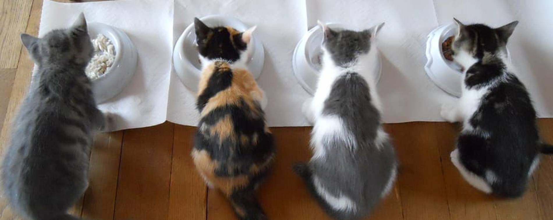 collection de distributeurs de croquettes pour chat