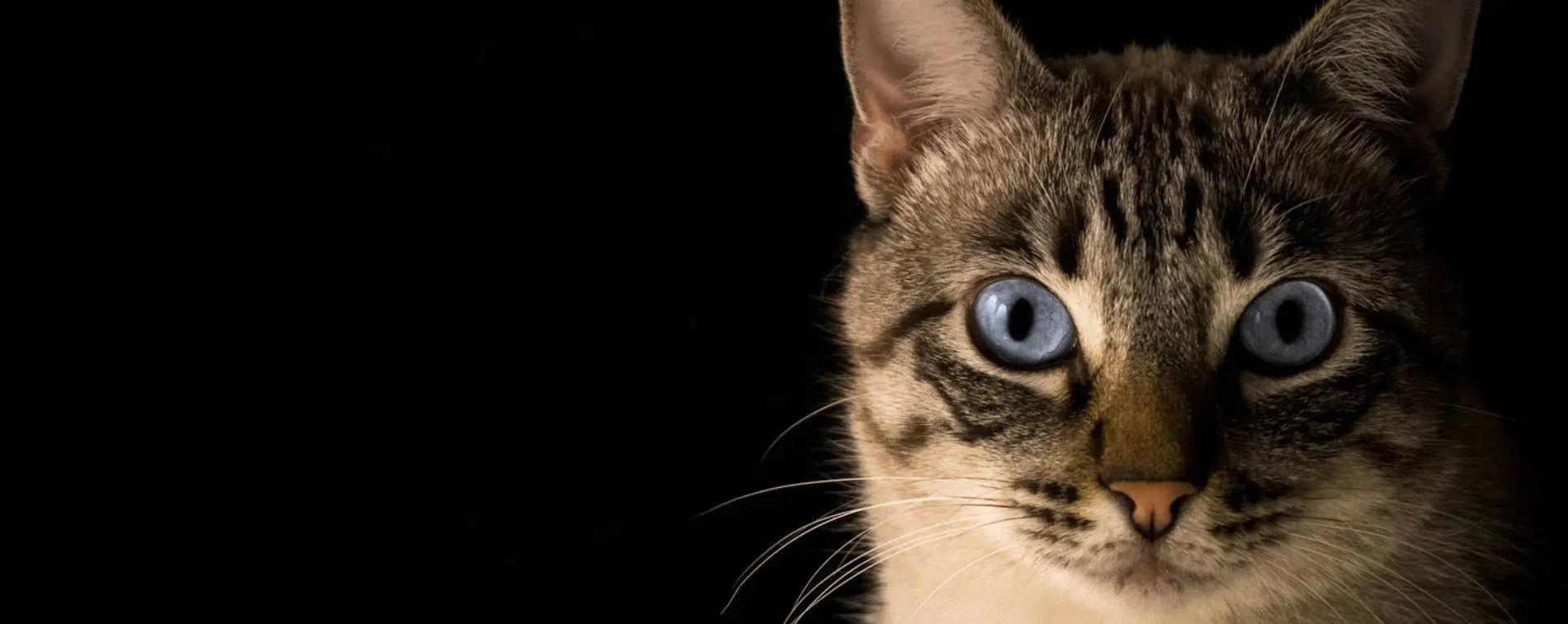 collection nouvel arrivage