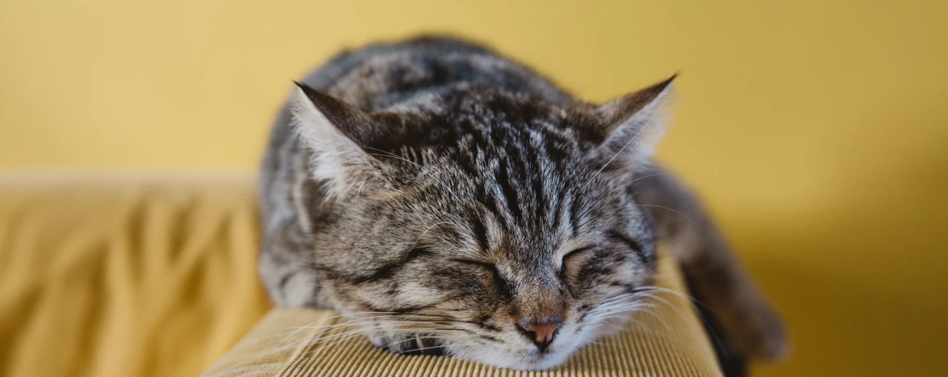 paniers pour chat