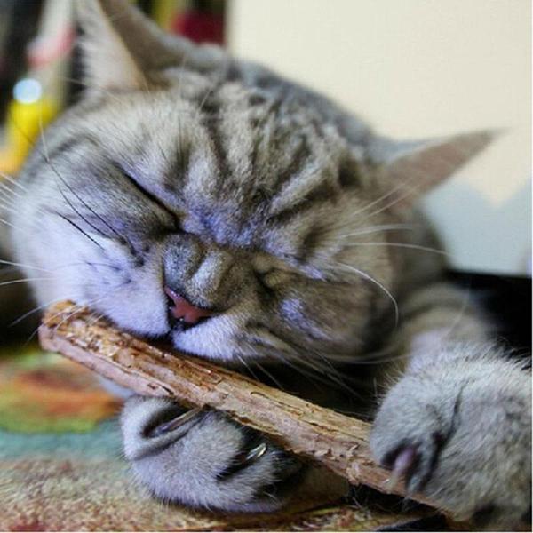Bâton de Matatabi pour Chat - Vraiment-chat