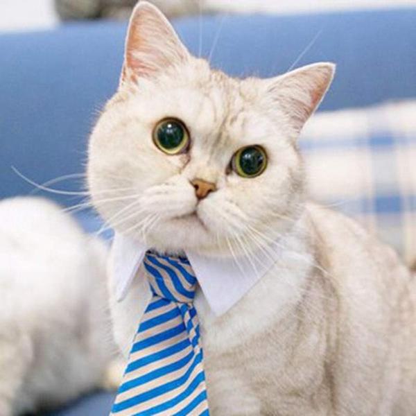 Cravate pour Chat