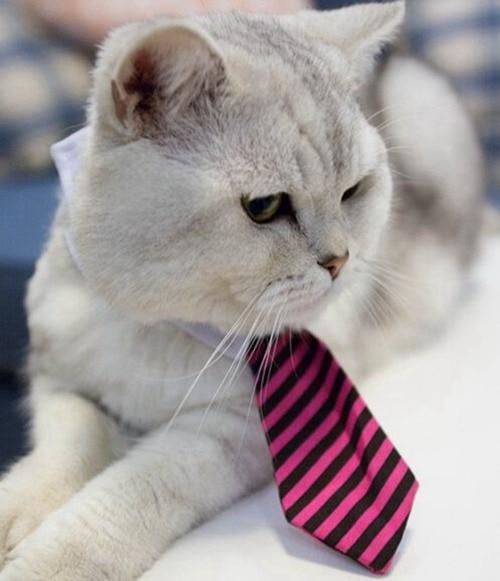 Cravate pour Chat - Vraiment-chat