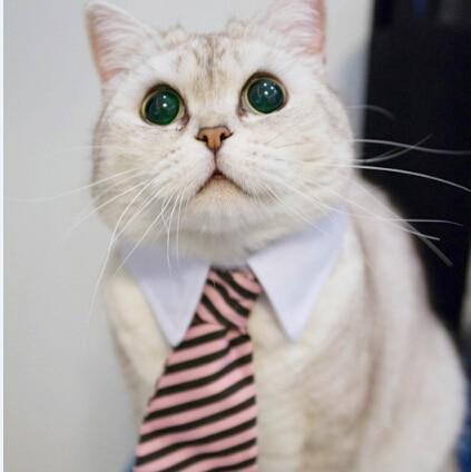 Cravate pour Chat - Vraiment-chat