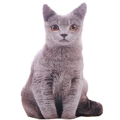 Coussin Chat gris Réaliste - Vraiment-chat