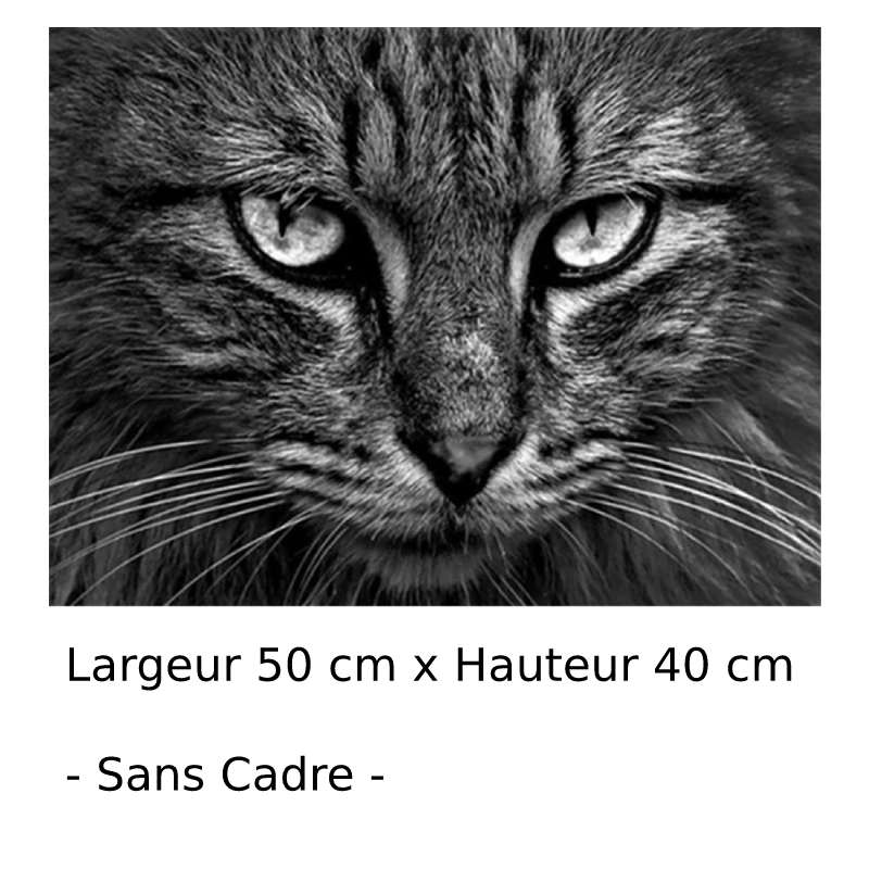 Peinture par Numéro Visage de Chat - Vraiment-chat