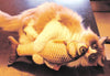 Jouet pour Chat <br/>Peluche Poisson pour Chat - Vraiment-chat
