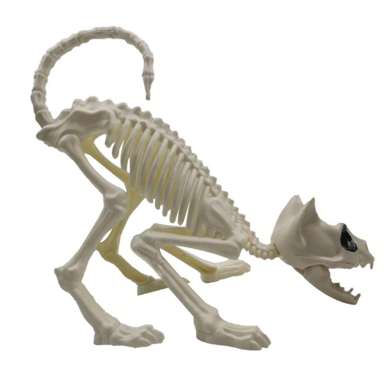 Squelette de Chat - Vraiment-chat